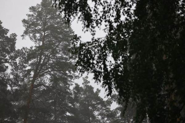 На авиапатрулирование лесов Татарстана выделили 15 млн рублей