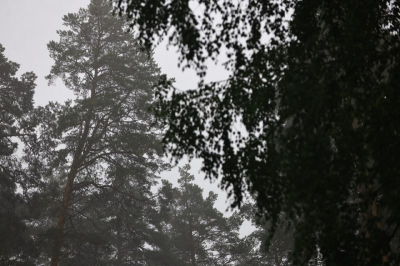 На авиапатрулирование лесов Татарстана выделили 15 млн рублей