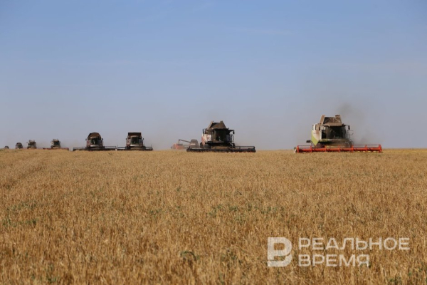 В Татарстане 39 партий зерна не прошли проверку на качество и безопасность