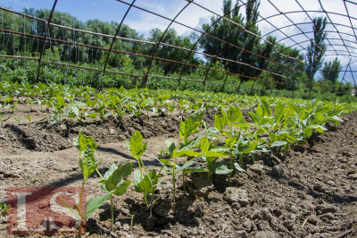 Жара, засуха и вода: как Казахстан спасает урожай