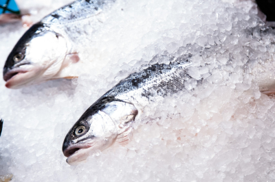 Балашов: в Баренцевом море у берегов РФ изменения климата сократили запас трески