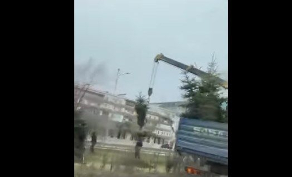 Атырау украсят хвойниками и берёзами