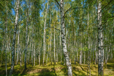 Лесную технику по нацпроекту &laquo;Экологическое благополучие&raquo; закупят в Татарстане