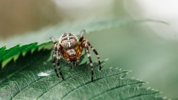 Подросток впал в кому после укуса клеща &ndash;&nbsp;подробности 15/04/2026 &ndash; Новости