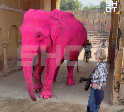 В Индии умер слон после фотосессии с российской блогершей