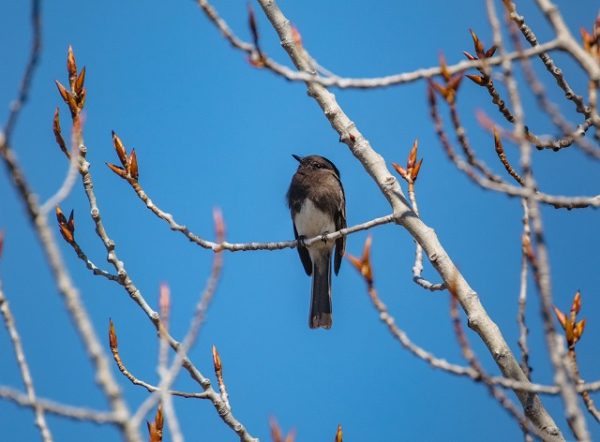 Весна откладывается: в Гидрометцентре рассказали о коварстве февральского потепления
