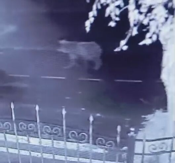 Вдруг в &quot;засаде&quot; сидит?