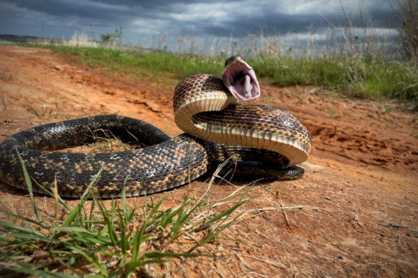 Змеи во сне: к предательству или деньгам? Тайна сновидения раскрыта