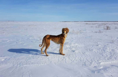 Казахская тазы получила международное признание