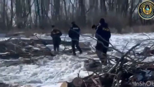 Пятеро подозреваемых в незаконной вырубке леса задержаны в Павлодарской области