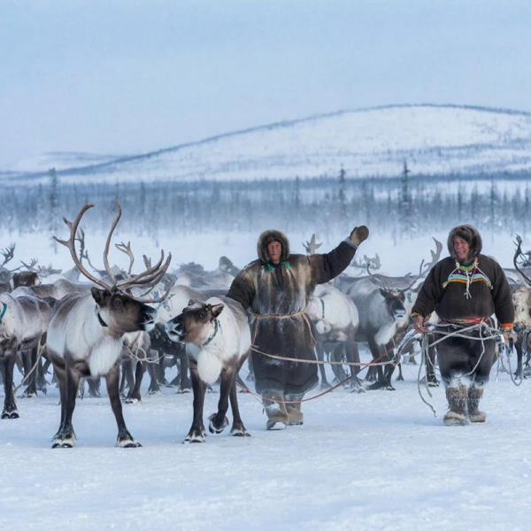 Оленеводам Красноярского края дадут 100 миллионов на расширение поголовья