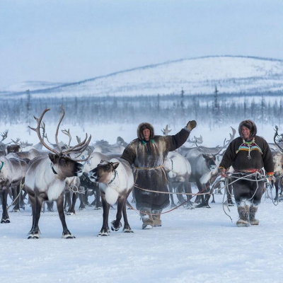 Оленеводам Красноярского края дадут 100 миллионов на расширение поголовья