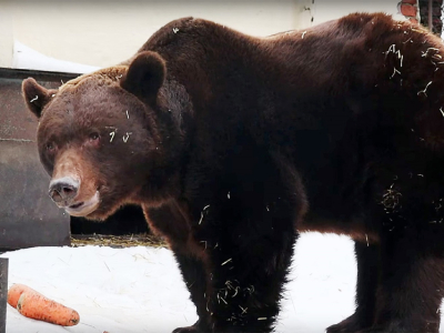 Медведь Фома в зоопарке Казани вышел из спячки на месяц раньше