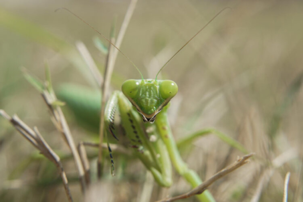В Татарстане в 2026 году нашествие саранчи не ожидается