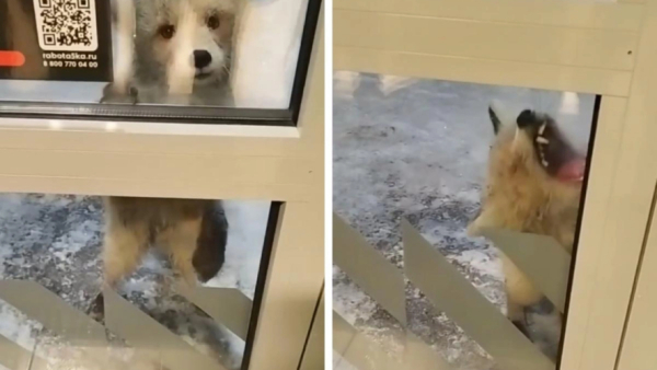 Дикая лиса искусала женщину в супермаркете - видео 28/01/2026 &ndash; Новости