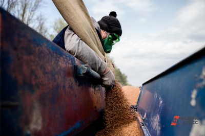 Италия в ярости: EC заменил российское зерно на украинское и поплатился за это