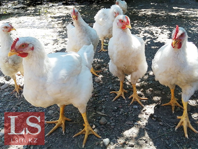 Минторг прогнозирует стабильные цены на курятину