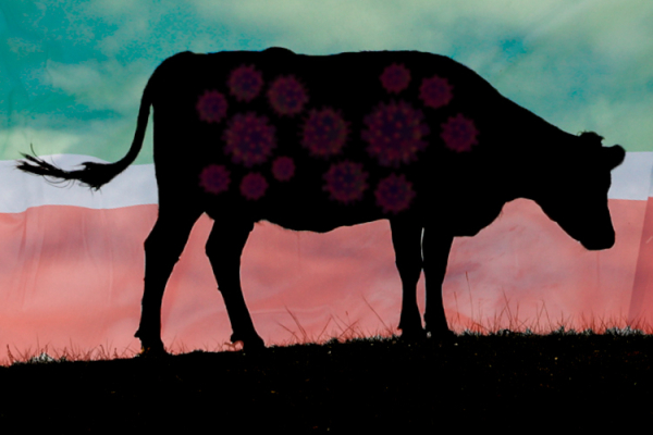 В&nbsp;Татарстан к&nbsp;празднику Курбан-байрам пытались незаконно завезти скот