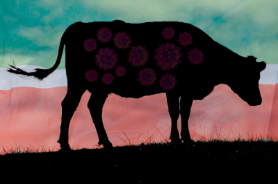 В&nbsp;Татарстан к&nbsp;празднику Курбан-байрам пытались незаконно завезти скот