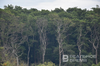 В мае в регионах ПФО, включая Татарстан, прогнозируют превышение значений пожарной опасности