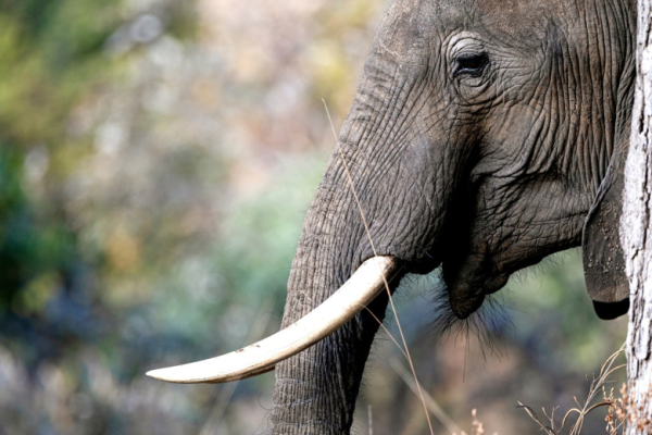 Разъяренные слоны загнали мужчину в крокодилье логово