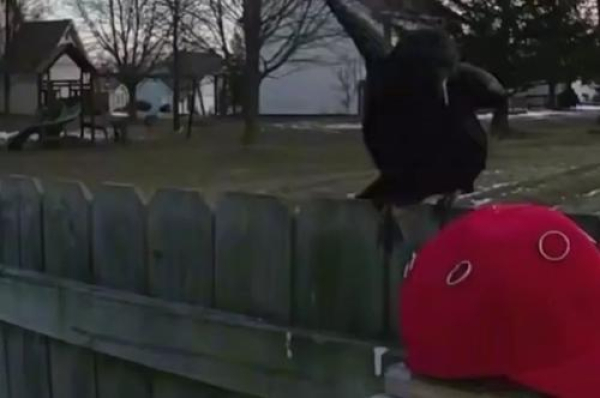 Житель США научил стаю ворон нападать на сторонников Трампа