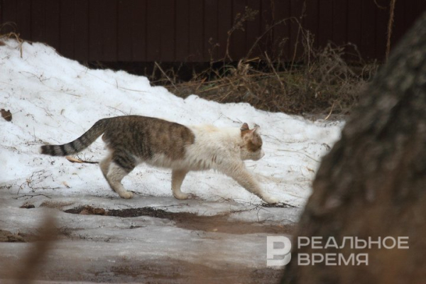 Названы регионы России, где сухие корма для животных стоят дороже всего