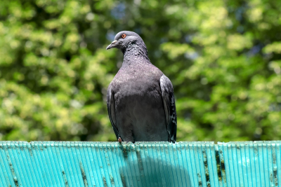 Юрист Ошкина объяснила, чем грозит россиянам кормление голубей у дома