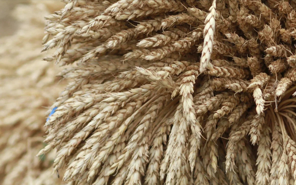 Объем произведенной в Татарстане сельхозпродукции превысил 400 млрд рублей