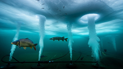 Гонка со временем подо льдом: как в РТ предотвращают массовую гибель рыбы зимой