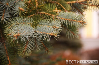 В Казани заверили, что новые деревья приживутся на набережной Кабана